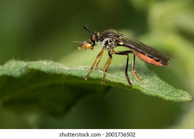 Dioctria Hyalipennis Is A Holarctic Species Of Robber Fly	
