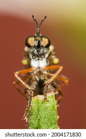 Dioctria Hyalipennis Is A Holarctic Species Of Robber Fly	
