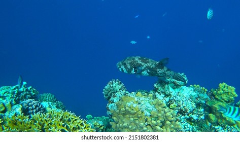 Diodon Hystrix  Swims In The Sea