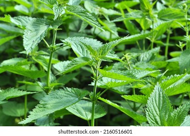 3 Dioecious Nettle Free Photos and Images | picjumbo