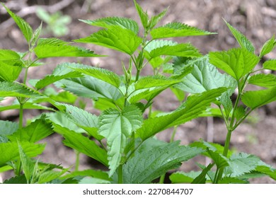 Dioecious nettle (Urtica dioica) grows in natural thickets