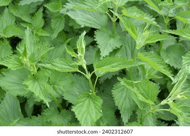 Dioecious nettle (Urtica dioica) grows in nature