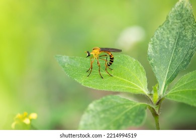 Diogmites Neoternatus Is A Species Of Fly In The Family Asilidae.  This Fly Is Also Part Of The Genus Diogmites, Order Diptera, Class Insecta, Phylum Arthropoda, And Kingdom Animalia.