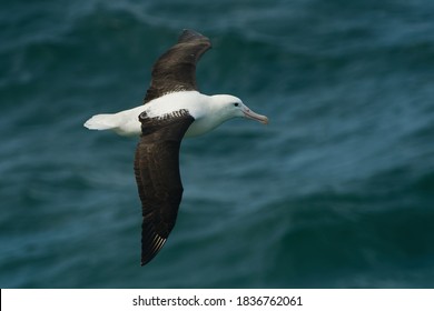 Diomedea sanfordi - Northern Royal Albatross big white bird flying above the blue sea and hunting fish and food in New Zealand near Otago peninsula, South Island.