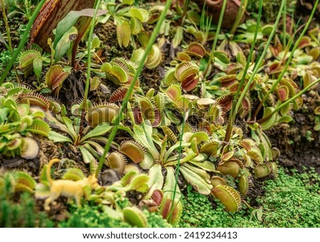 Dionaea, iconic Venus flytrap. vivid colors, and carnivorous nature, this photo is perfect for botanical enthusiasts and horticultural projects. closeup view intricate details fascinating plant