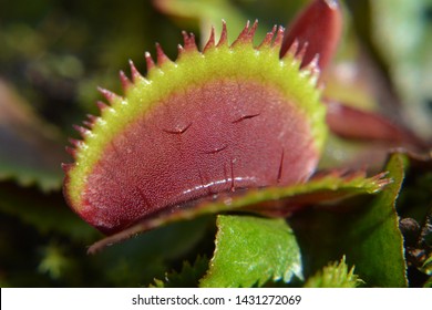 Dionaea Muscipula Bohemian Garnet - Venus Flytrap - Carnivorous Plants