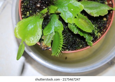 Dionaea Muscipula Fly Trap Plant