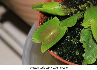 Dionaea Muscipula Fly Trap Plant