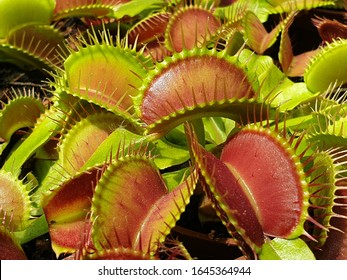 Dionaea Muscipula Typical form. Venus Flytrap - Predatory plant, Carnivorous rare Plant