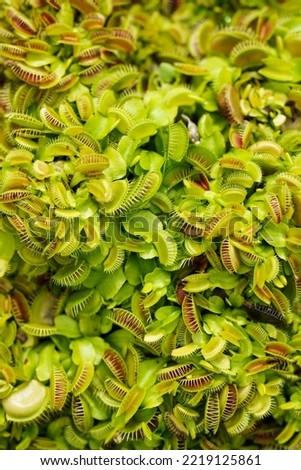 Dionaea Muscipula. Venus Flytrap - Carnivorous Plant. Venus Flytrap in the garden.