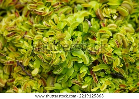 Dionaea Muscipula. Venus Flytrap - Carnivorous Plant. Venus Flytrap in the garden.