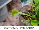 Dionaea Muscipula Venus Flytrap - Predatory plant, Carnivorous Plant close up