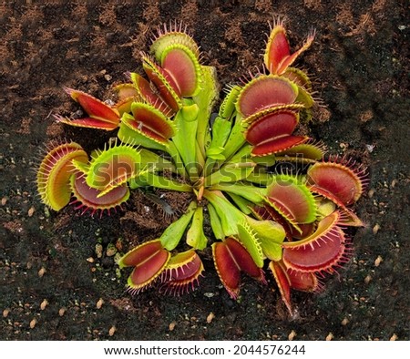 Dionaea Muscipula Venus Flytrap - Predatory plant, Carnivorous Plant