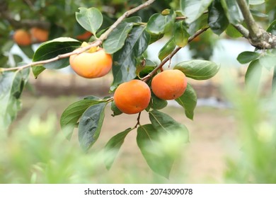 Diospyros Kaki In Japan Persimmon