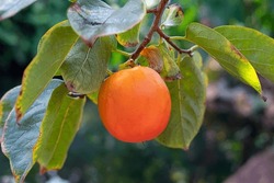Diospyros Kaki Or Persimmon Tree, Detail Of A Brunch Bearing One Ripe And Waxy Fruit, Delicious Tropical Produce Consumed Either Fresh, Dried Or Cooked In Preserves, With A Sweet, Slightly Tangy Taste