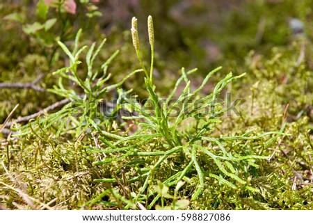 Diphasiastrum complanatum