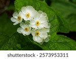 Diphylleia, Japans Famous Skeleton Flower 