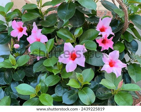 Dipladenia mandevilla pink flowers ornamental climbing plant.