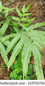 Diplasium Dilatatum Tropical Aquatic Fern