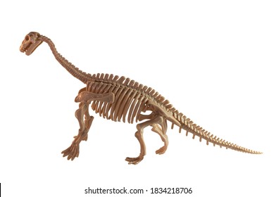 A Diplodocus Skeleton Model On The White Background.