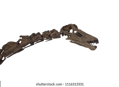 Diplodocus Skeleton On White Background , Isolated .