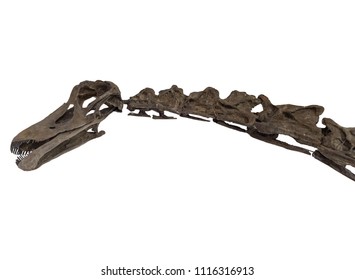 Diplodocus Skeleton On White Background , Isolated .