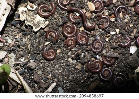 The diplopods known as gongolos (Trigoniulus corallinus) and snails (Rumina decollata) in the soil of the gardens of the city of Rio de Janeiro, Brazil.