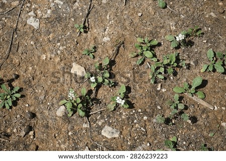 Diplotaxis erucoides plants bloom with white flowers in Ta' Qali National Park in September. Diplotaxis erucoides, the white rocket or white wallrocket, is a species of annual herb of the family Brassicaceae native to West Mediterranean. Attard, Malta.