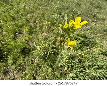 Diplotaxis tenuifolia yellow flowers in the field. Detailed close-up. Diplotaxis tenuifolia is a species of flowering plant in the mustard family. Perennial wall-rocket, wild rocket.
