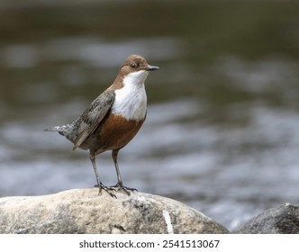 A dipper bird perched on a cluster of rocks by a tranquil body of water - Powered by Shutterstock