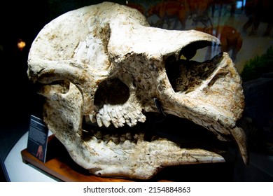 Diprotodon Skull - South Australia