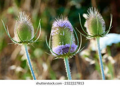 Dipsacus fullonum Example, Riaño, Spain