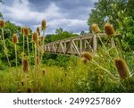 The Dipsacus plants and flowers in front of the old pedestrian wooden bridge across Cuyahoga valley in Ohio national park, a tourist destination.
