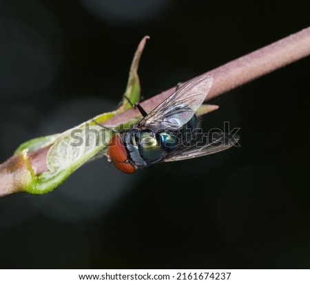 Diptera close up perched on branches and with black background