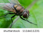 Diptera Fly Insect on green leaf in nature.