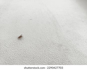  diptera or fly Insect in whitebackground