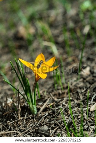 Diptera insect fly Episyrphus balteatus (marmalade hoverfly) sitting on a yellow crocus