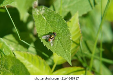 Diptera, Muscidae Landing On Green Leaf 