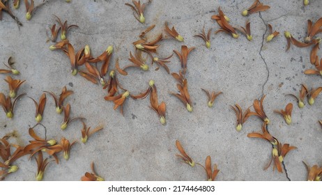 Dipterocarpus Alatus, Flying Seed Of Dipterocarpus Tree On Ground.