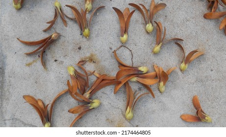 Dipterocarpus Alatus, Flying Seed Of Dipterocarpus Tree On Ground.