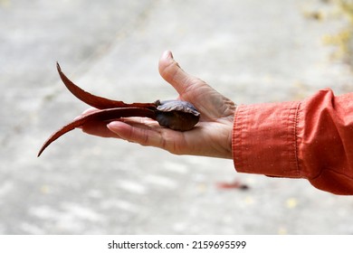 Dipterocarpus Alatus Seed, Brown In Hand Of A Tree Conservationist.