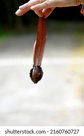 Dipterocarpus Alatus Seed, Brown In Hand Of A Tree Conservationist.