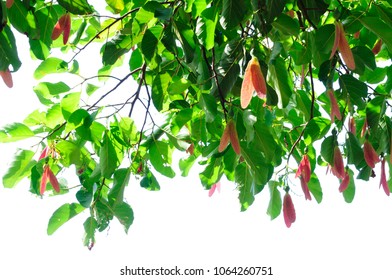 Dipterocarpus Retusus Flower