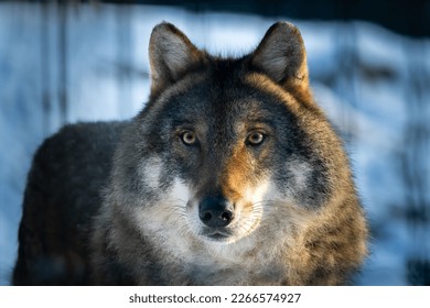 Dire Dark Gray Wolf (Canis lupus)