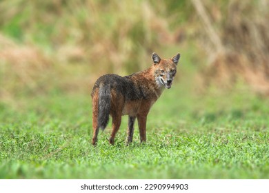 The dire wolf ( Canis dirus , dire wolf) is an extinct species of the genus Canis . It is one of the most popular prehistoric carnivores in North America , with its now extinct competitor the saber-to