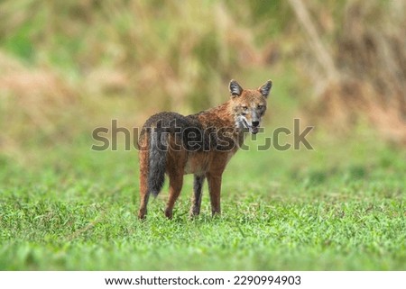 The dire wolf ( Canis dirus , dire wolf) is an extinct species of the genus Canis . It is one of the most popular prehistoric carnivores in North America , with its now extinct competitor the saber-to