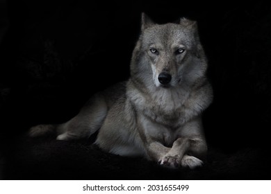 Direct attentive gaze of a strict confident she-wolf, torso straight full face reclining isolated black background
