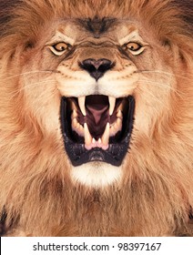 Direct frontal shot of a Lion roaring.