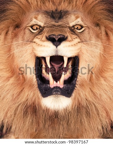 Direct frontal shot of a Lion roaring.