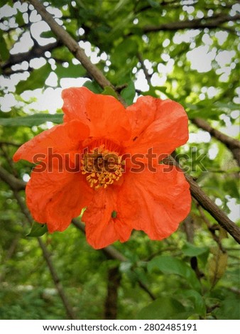 A direct, front-facing macro photograph centered on a pristine, bright red pomegranate flower. The image beautifully flattens the five-petal corolla arrangement, providing a clear, top-down view of the symmetrical circular pattern formed by the hundreds of minute yellow stamens in the center. The flower is securely nestled between thin, brown woody twigs against a green backdrop